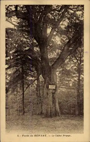 Ak-Wald von Sénart Essonne, Chene Prieur