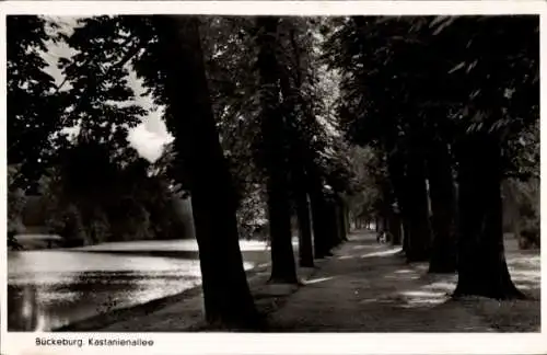 Ak Bückeburg im Kreis Schaumburg, Kastanienallee