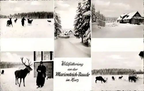 Ak Bad Harzburg am Harz, Marienteichbaude, Wildfütterung, Winter, Hirsche