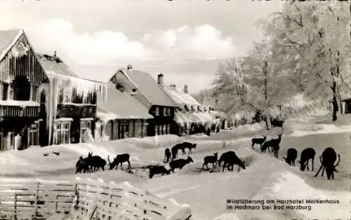 Ak Bad Harzburg im Harz, Wildfütterung am Harzhotel Molkenhaus, Winter