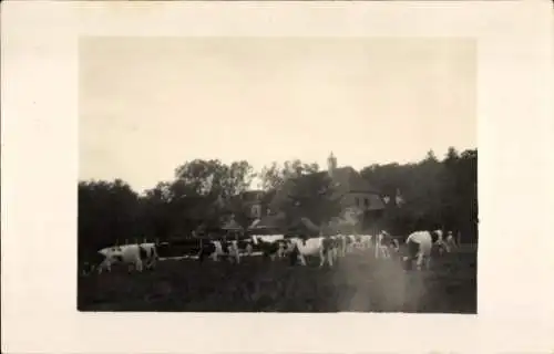 Foto Ak Salzbergen Niedersachsen, Rittergut Stovern, Kuhherde