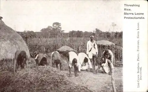 Ak Sierra Leone, Einheimische dreschen Reis