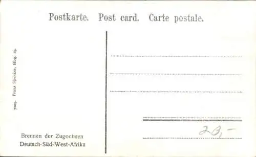 Ak Deutsch Südwestafrika, Brennen der Zugochsen