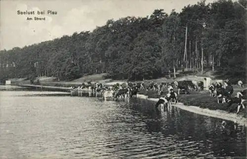 Ak Seelust Plau am See Mecklenburg, Uferlandschaft, Kühe