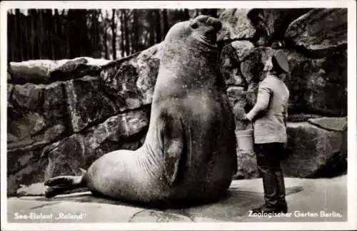 Ak Zoologischer Garten Berlin, See-Elefant Roland mit Pfleger