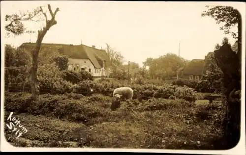 Ak Keitum auf Sylt, Reetdachhäuser, Schaf