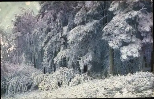 Ak Rauhreifstudie, Winterlandschaft