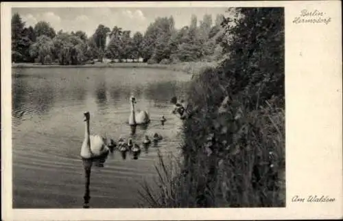 Ak Berlin Reinickendorf Hermsdorf, Waldsee, Schwäne