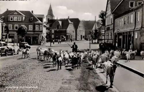 Ak Winterberg im Sauerland, Teilansicht, Ziegenherde