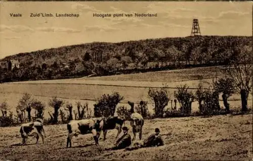 Ak Vaals Limburg Niederlande, Landschaft, Kühe