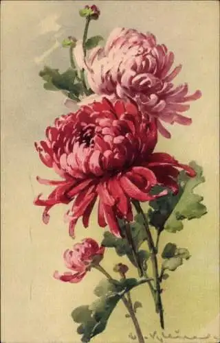 Künstler Ak Klein, Catharina, Chrysanthemen