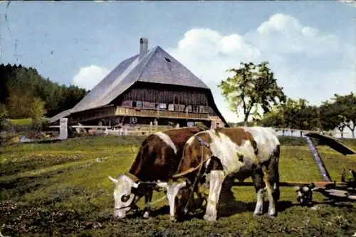 Ak Wohnhaus, Bauernhof, Kühe essen Gras, Feld