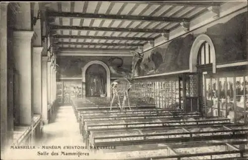 Ak Marseille Bouches du Rhône, Museum d'Histoire Naturelle, Salle des Mammiferes