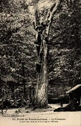 Ak Fontainebleau Seine et Marne, Forêt, Pharamond