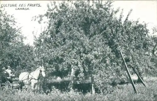 Ak Culture des Fruits, Kanada, Fruchternte, Bäume, Kanada