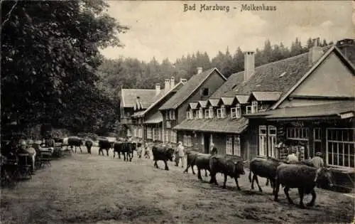 Ak Bad Harzburg am Harz, Molkenhaus, Kühe