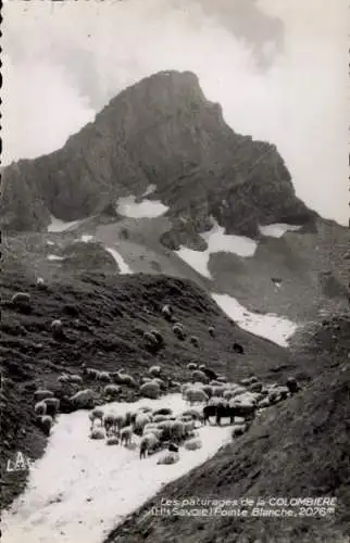 Ak Col de la Colombière Haute-Savoie, Weiden, Pointe Blanche