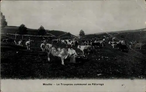 Ak Mouthe Doubs, Gemeinschaftsherde auf der Weide