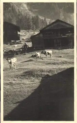 Foto Ak Tirol Österreich, Wohnhaus, Kühe, Gebirge