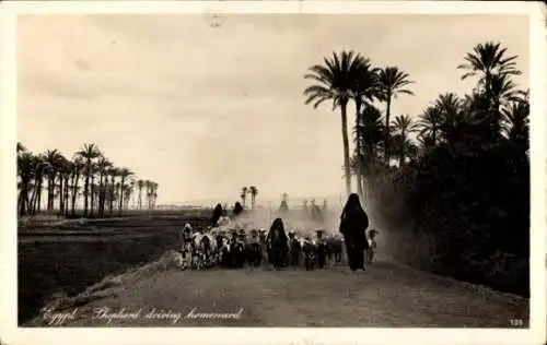 Ak Cairo Kairo Ägypten, Hirte mit Schafherde auf dem Heimweg