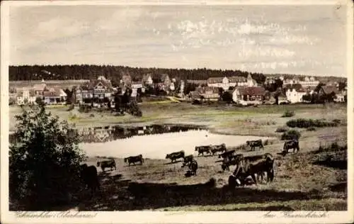 Ak Hahnenklee Bockswiese Goslar im Harz, Gesamtansicht, Kühe