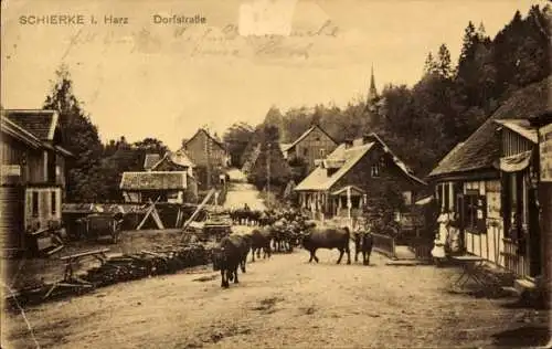 Ak Schierke Wernigerode im Harz, Dorfstraße, Kuhherde