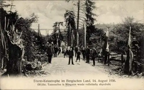 Ak Müngsten an der Wupper Wuppertal, Sturmkatastrophe 1906, Tannenallee