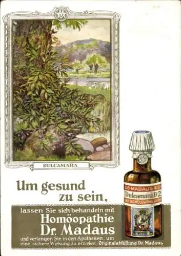 Künstler Ak Solanum Dulcamara, Homöopathie Dr. Madaus, Reklame