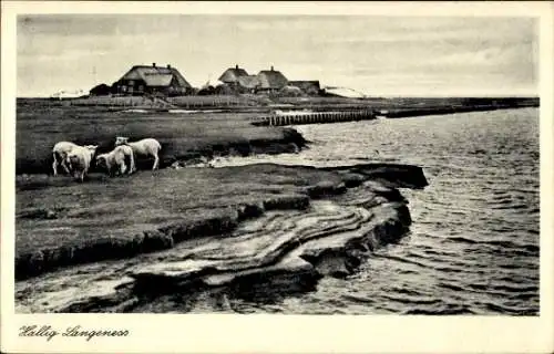 Ak Hallig Langeness Langeneß Nordfriesland, Teilansicht, Schafe