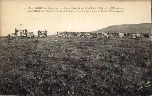 Ak Aubrac Aveyron, Weide, Kühe