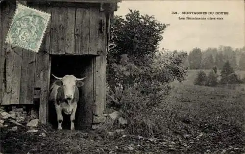 Ak Montagnes du Doubs, les Ruminants chez eux, Rind