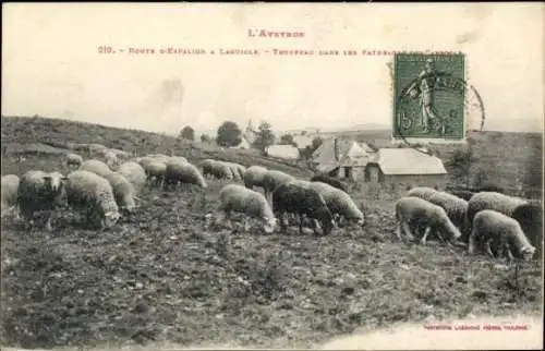 Ak Laguiole Aveyron, Route d'Espalion, Schafe auf der Weide