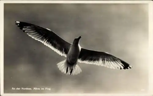 Ak Norderney in Ostfriesland, Möwe im Flug