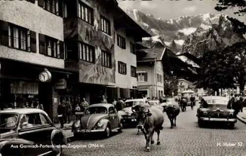 Ak Garmisch Partenkirchen in Oberbayern, Zugspitze, Straßenszene, Kühe, Viehtrieb