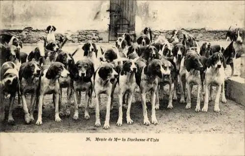 Ak Yvelines Frankreich, Meute de Madame la Duchesse d'Uzes