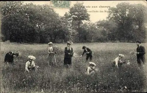 Ak Nantes Loire Atlantique, Le vie aux champs, Menschen pflücken Blumen auf der Wiese