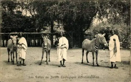 Ak Paris XVI. Passy, Jardin Zoologique d'Acclimatation, Les Gallas, Zebras