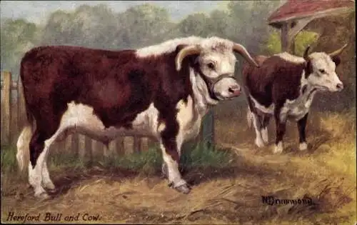 Künstler Ak Drummond, N., Hereford Bull and Cow