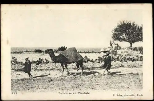 Ak Tunesien, Labours en Tunisie, Ackerpflug, Kamel, Tunesische Bauern