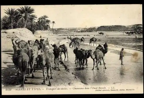 Ak Maghreb, Szenen und Typen, Kamele in Oued Bayech