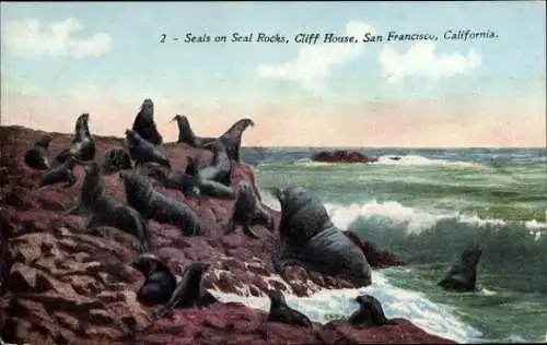 Ak San Francisco Kalifornien USA, Seals on Seal Rocks, Cliff House