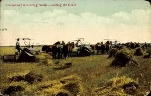 Ak Canadian Harvesting Scene, Cutting the Grain