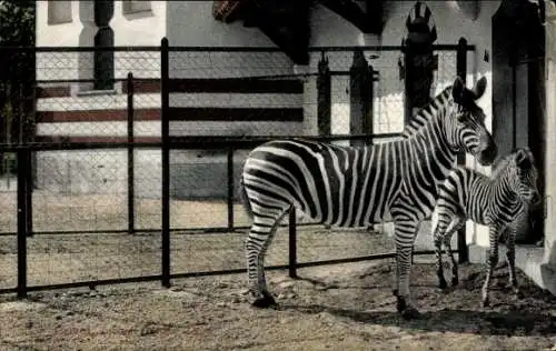 Ak Bâle Basel Stadt Schweiz, Zebras im Zoo