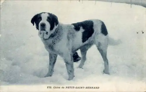 Ak Petit St Bernard Sankt Bernhard Kanton Wallis, Chien