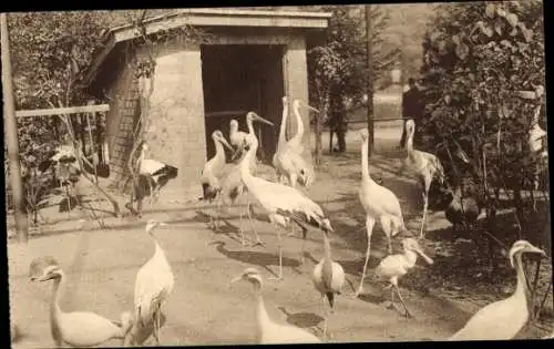 Ak Anvers Antwerpen Flandern, Jardin Zoologique, Grues et Cigogne