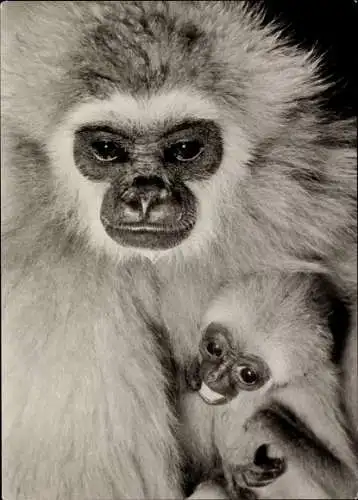 Ak Darmstadt in Hessen, Vivarium, Weißhand Gibbon aus Siam, Affen