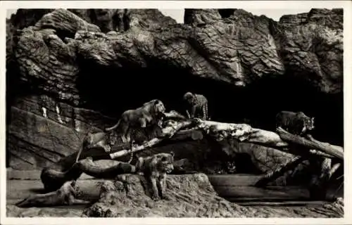 Ak Hamburg Eimsbüttel Stellingen, Tierpark Hagenbeck, Offene Löwenschlucht