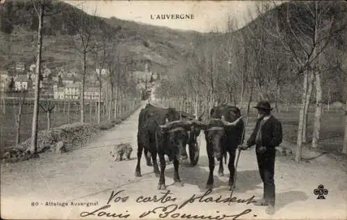 Ak Cantal, Attelage Auvergnat