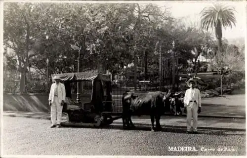 Ak Insel Madeira Portugal, Carro de Bois