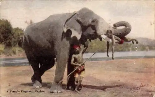 Ak Ceylon Sri Lanka, A Temple Elephant